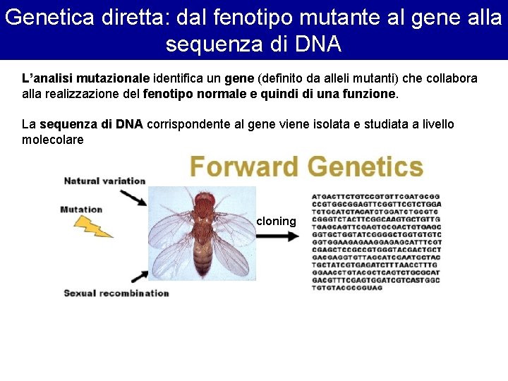 Genetica diretta: dal fenotipo mutante al gene alla sequenza di DNA L’analisi mutazionale identifica