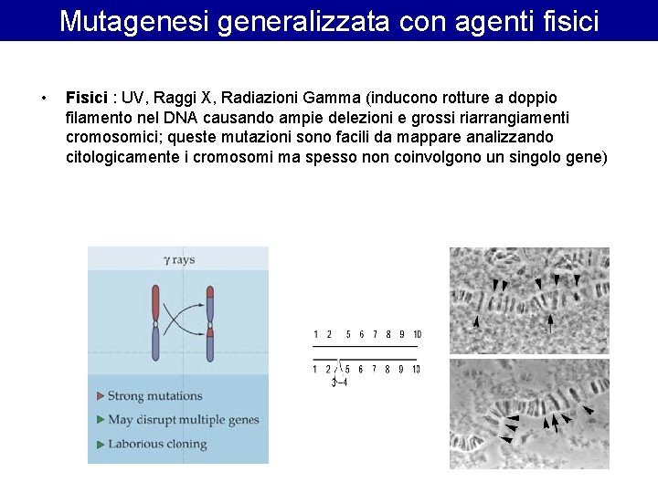 Mutagenesi generalizzata con agenti fisici • Fisici : UV, Raggi X, Radiazioni Gamma (inducono