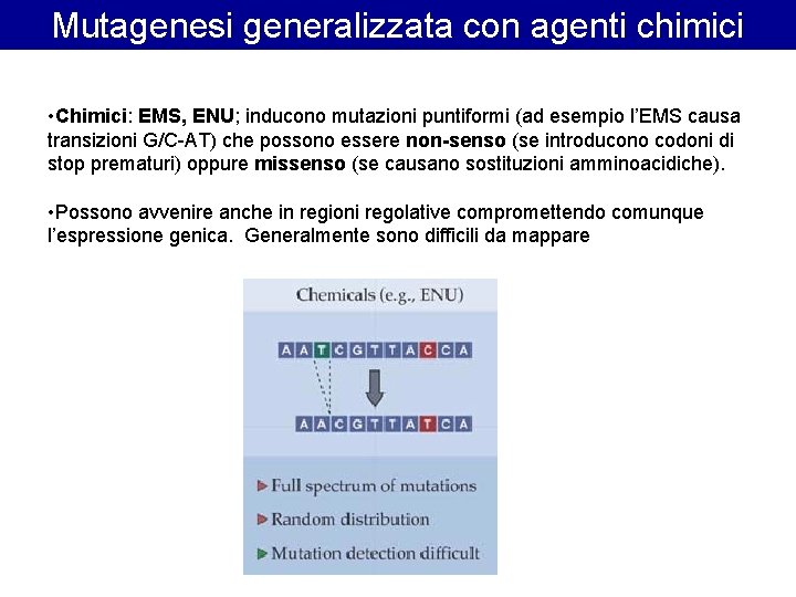 Mutagenesi generalizzata con agenti chimici • Chimici: EMS, ENU; inducono mutazioni puntiformi (ad esempio