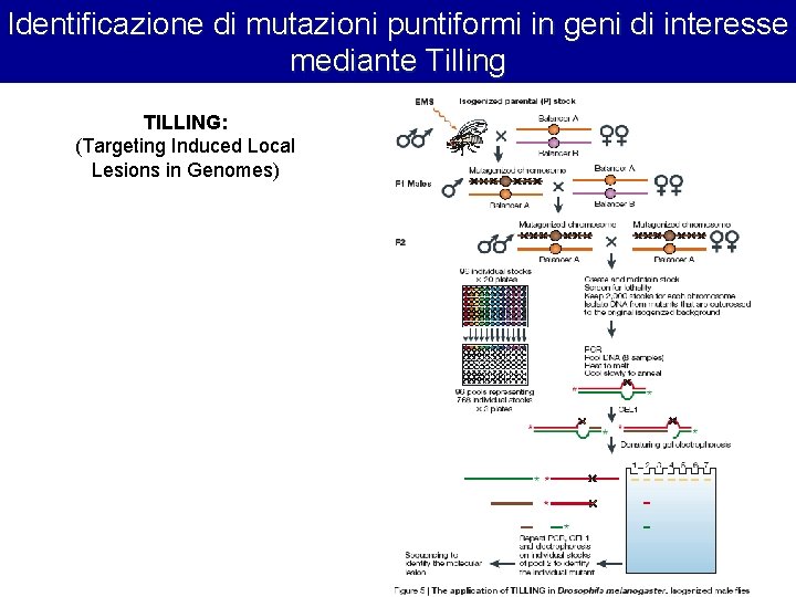 Identificazione di mutazioni puntiformi in geni di interesse mediante Tilling TILLING: (Targeting Induced Local