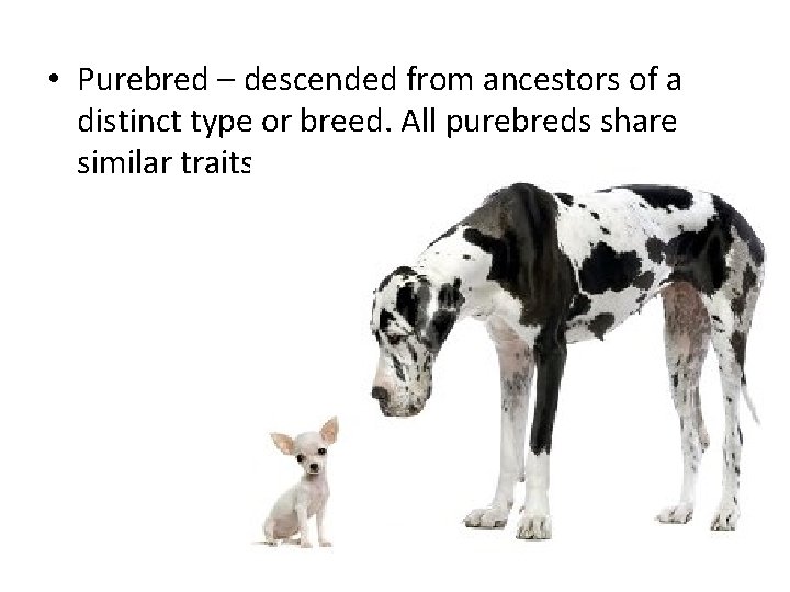  • Purebred – descended from ancestors of a distinct type or breed. All