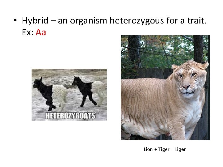  • Hybrid – an organism heterozygous for a trait. Ex: Aa Lion +