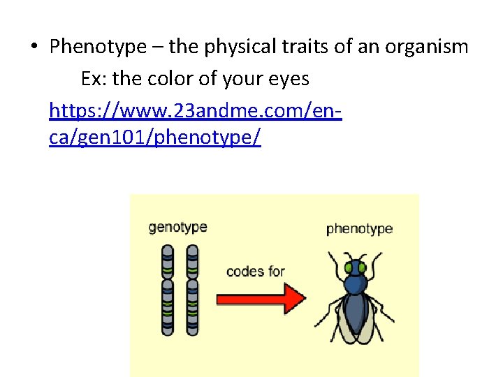  • Phenotype – the physical traits of an organism Ex: the color of