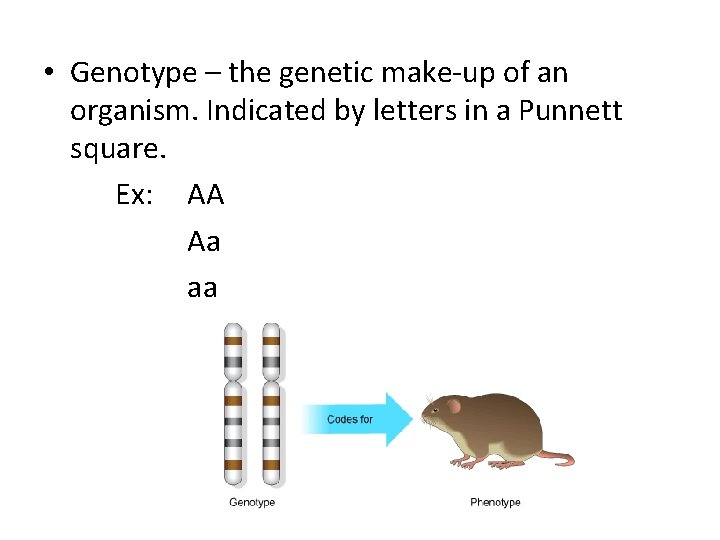  • Genotype – the genetic make-up of an organism. Indicated by letters in