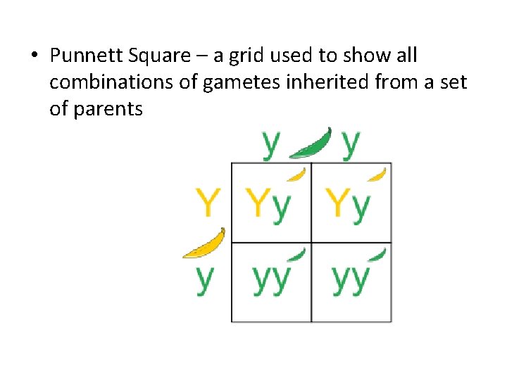  • Punnett Square – a grid used to show all combinations of gametes