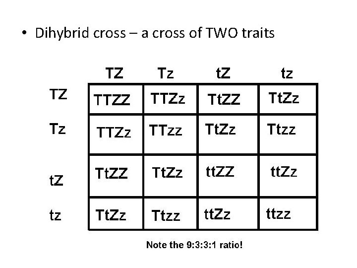  • Dihybrid cross – a cross of TWO traits 
