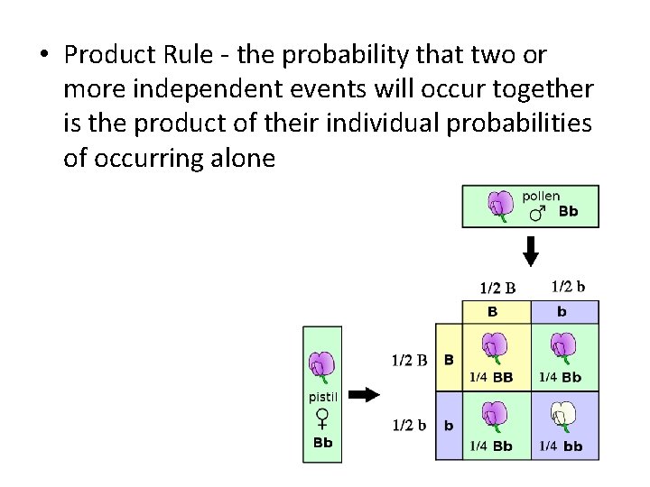  • Product Rule - the probability that two or more independent events will