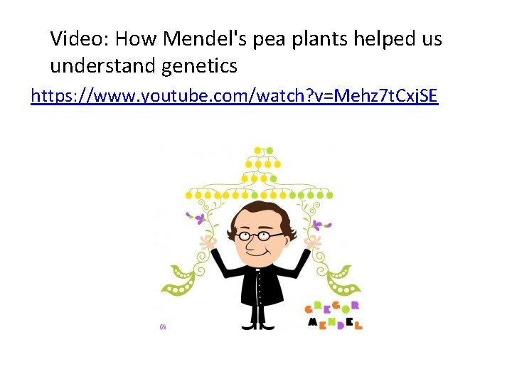 Video: How Mendel's pea plants helped us understand genetics https: //www. youtube. com/watch? v=Mehz