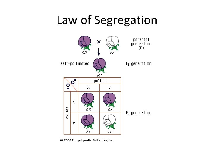 Law of Segregation 