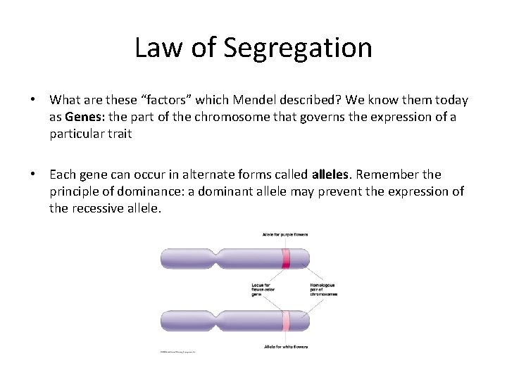 Law of Segregation • What are these “factors” which Mendel described? We know them