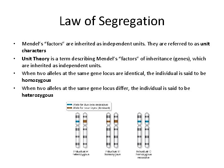 Law of Segregation • • Mendel’s “factors” are inherited as independent units. They are