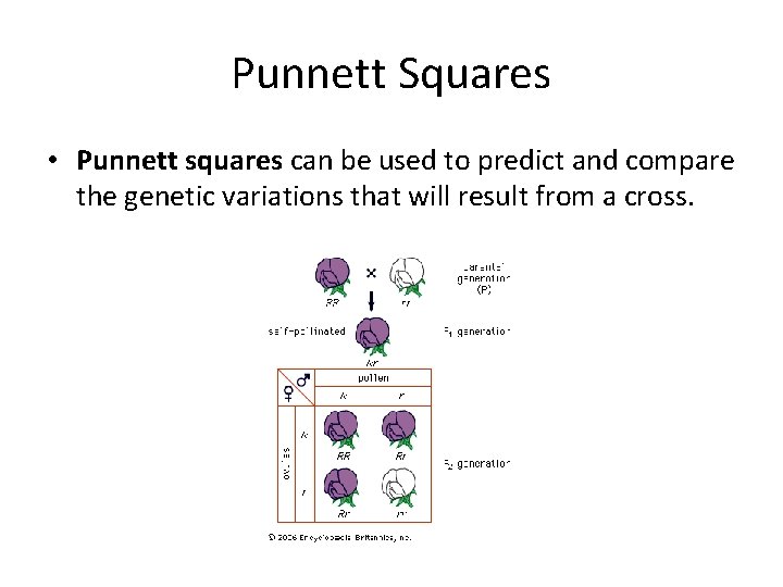 Punnett Squares • Punnett squares can be used to predict and compare the genetic