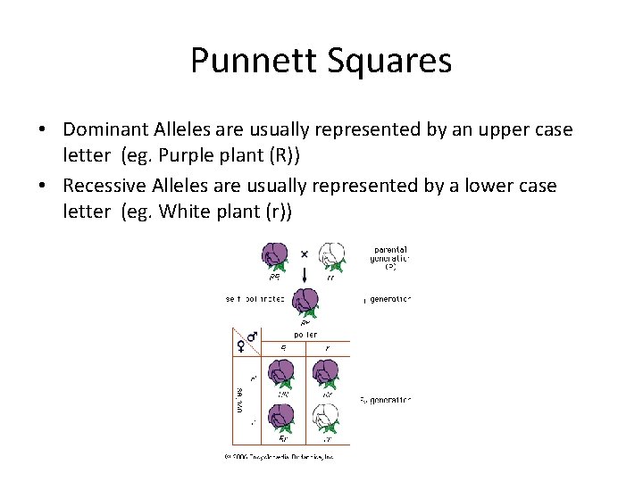 Punnett Squares • Dominant Alleles are usually represented by an upper case letter (eg.