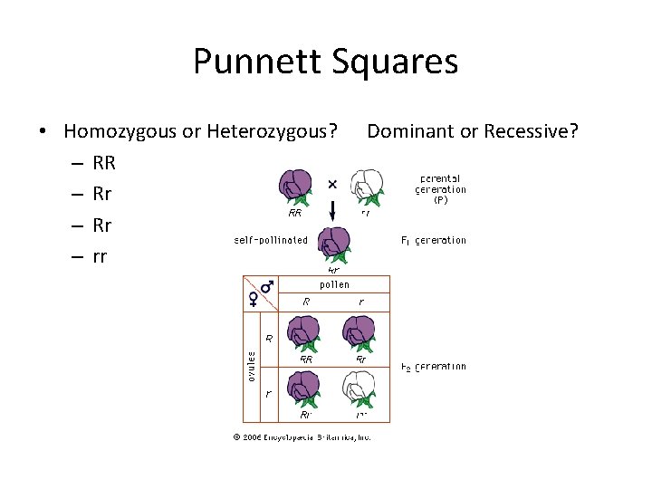 Punnett Squares • Homozygous or Heterozygous? – RR – Rr – rr Dominant or