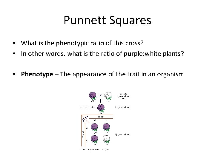 Punnett Squares • What is the phenotypic ratio of this cross? • In other