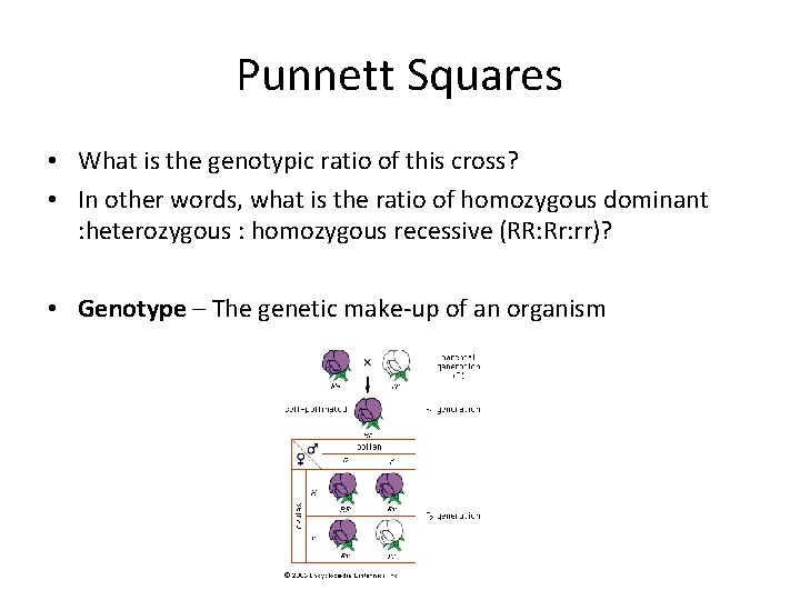 Punnett Squares • What is the genotypic ratio of this cross? • In other