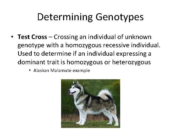 Determining Genotypes • Test Cross – Crossing an individual of unknown genotype with a