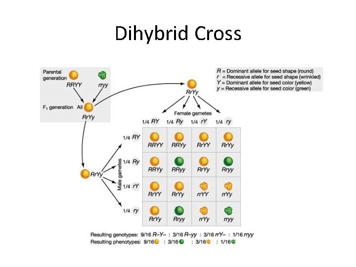Dihybrid Cross 