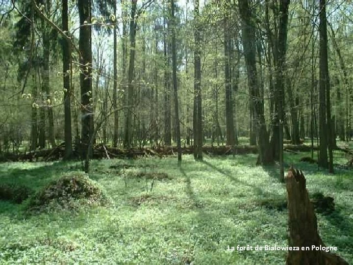 La forêt de Bialowieza en Pologne 