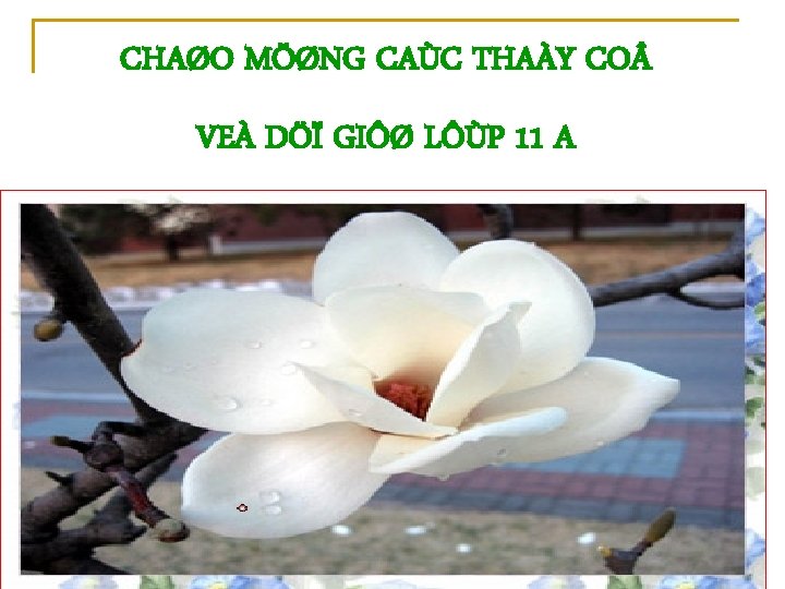 CHAØO MÖØNG CAÙC THAÀY CO VEÀ DÖÏ GIÔØ LÔÙP 11 A 