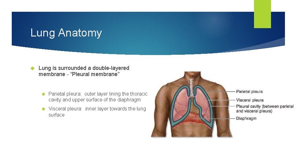 Lung Anatomy Lung is surrounded a double-layered membrane – “Pleural membrane” Parietal pleura: outer