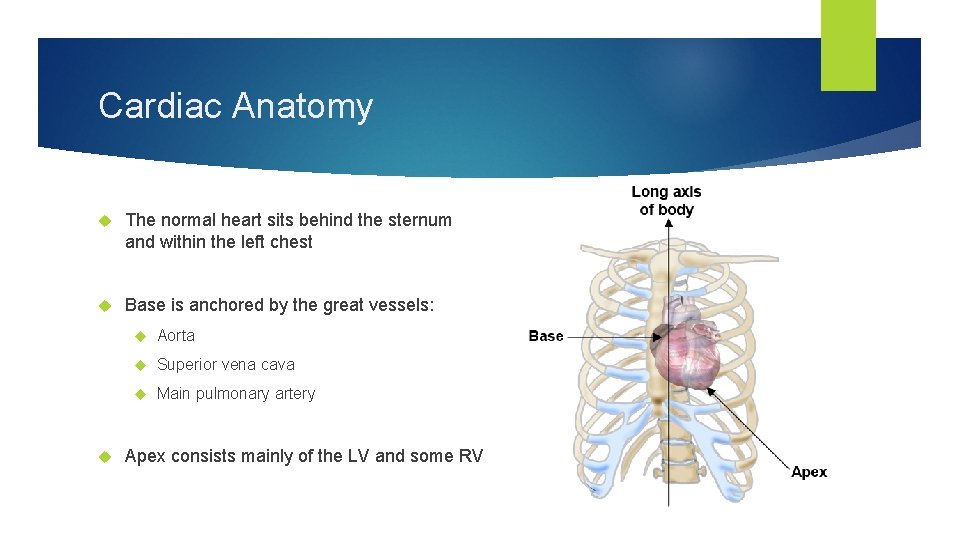 Cardiac Anatomy The normal heart sits behind the sternum and within the left chest