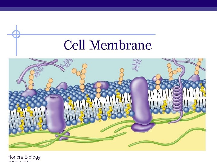Cell Membrane Honors Biology 