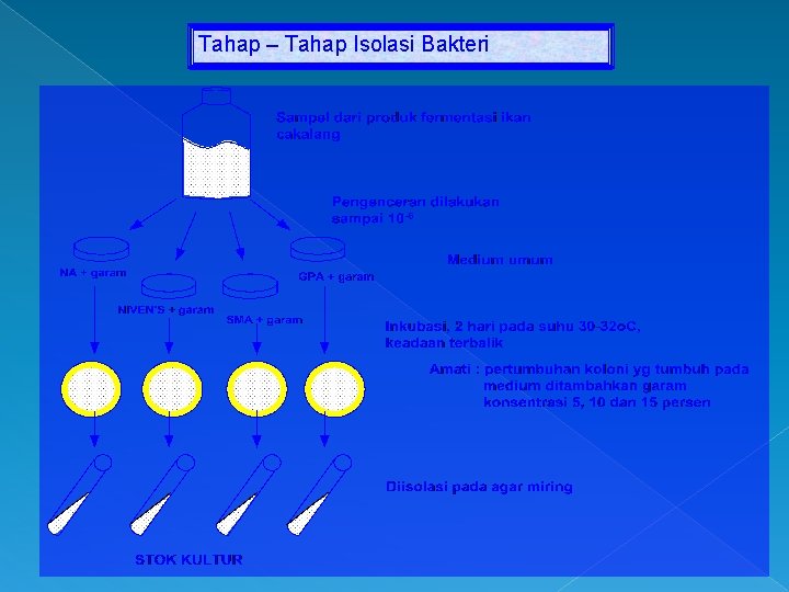 Tahap – Tahap Isolasi Bakteri 