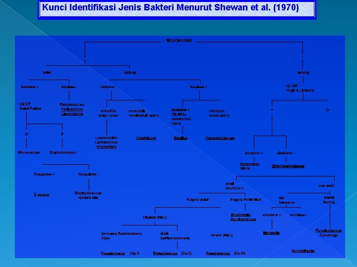 Kunci Identifikasi Jenis Bakteri Menurut Shewan et al. (1970) 