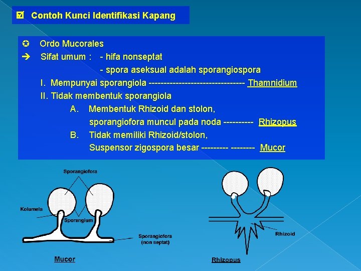  Contoh Kunci Identifikasi Kapang Ordo Mucorales Sifat umum : - hifa nonseptat -