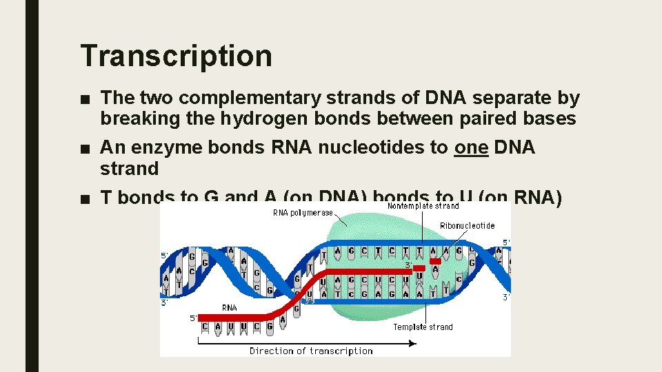 Transcription ■ The two complementary strands of DNA separate by breaking the hydrogen bonds