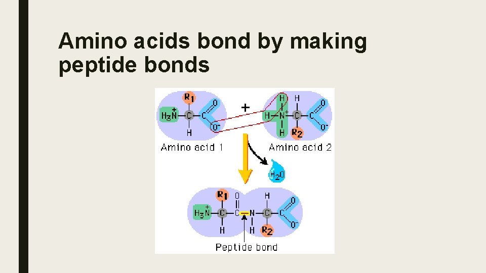 Amino acids bond by making peptide bonds 