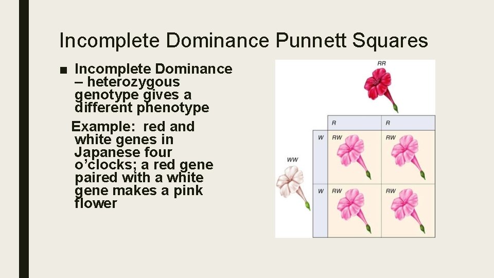Incomplete Dominance Punnett Squares ■ Incomplete Dominance – heterozygous genotype gives a different phenotype