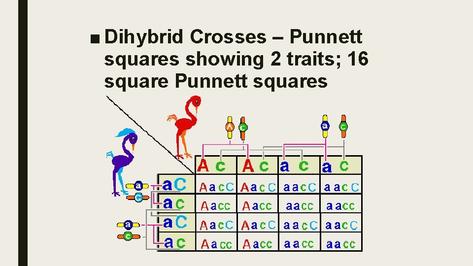 ■ Dihybrid Crosses – Punnett squares showing 2 traits; 16 square Punnett squares 
