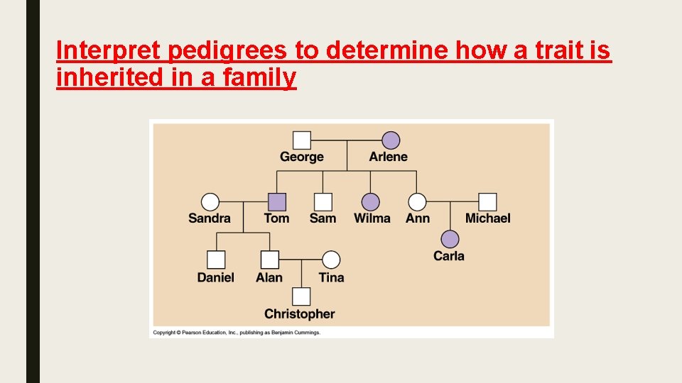 Interpret pedigrees to determine how a trait is inherited in a family 