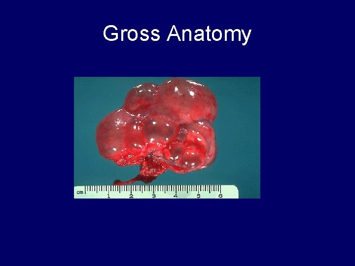Gross Anatomy 