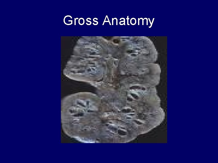 Gross Anatomy 