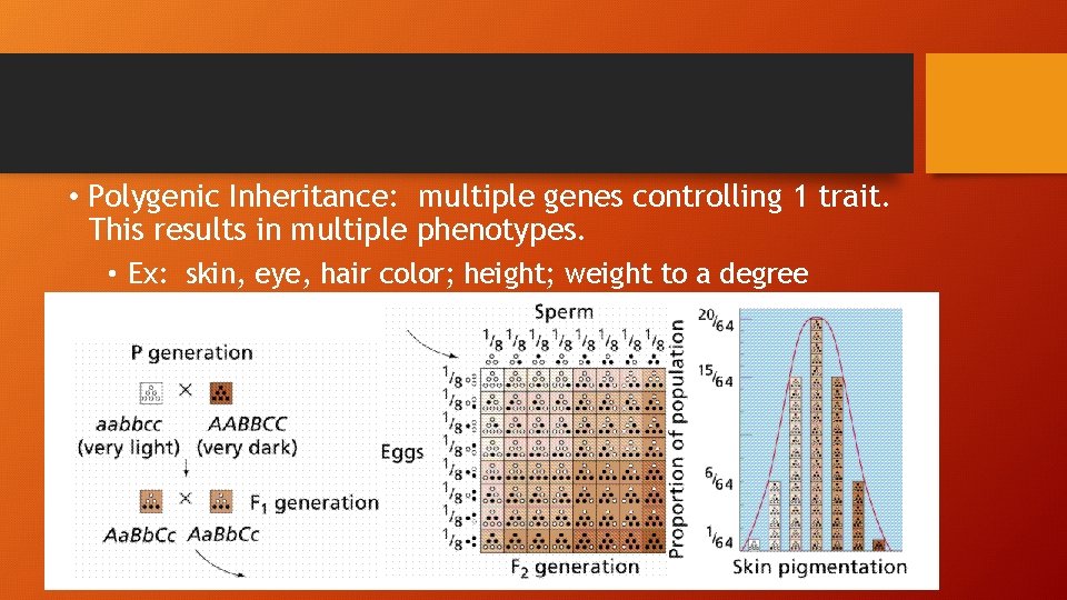  • Polygenic Inheritance: multiple genes controlling 1 trait. This results in multiple phenotypes.