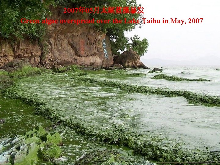 2007年 05月太湖蓝藻暴发 Green algae overspread over the Lake Taihu in May, 2007 2007年 05月太湖蓝藻暴发 Green algae overspread over the Lake Taihu in May, 2007