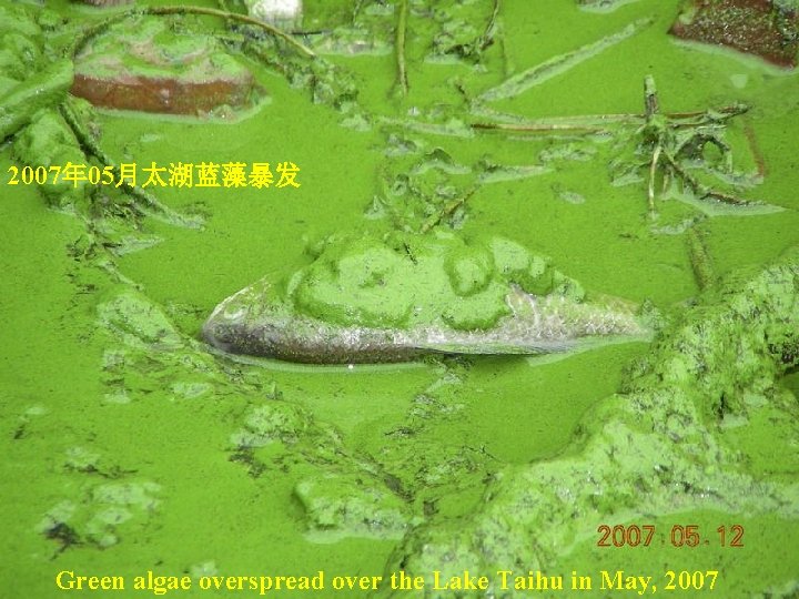 2007年 05月太湖蓝藻暴发 Green algae overspread over the Lake Taihu in May, 2007 2007年 05月太湖蓝藻暴发 Green algae overspread over the Lake Taihu in May, 2007