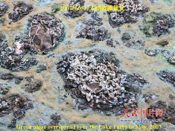 2007年 05月太湖蓝藻暴发 Green algae overspread over the Lake Taihu in May, 2007 2007年 05月太湖蓝藻暴发 Green algae overspread over the Lake Taihu in May, 2007