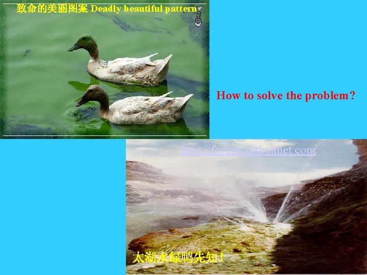 致命的美丽图案 Deadly beautiful pattern How to solve the problem? http: //forum. xinhuanet. com 太湖水绿鸭先知! 致命的美丽图案 Deadly beautiful pattern How to solve the problem? http: //forum. xinhuanet. com 太湖水绿鸭先知!