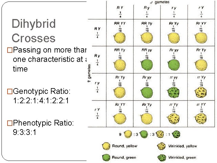 Dihybrid Crosses �Passing on more than one characteristic at a time �Genotypic Ratio: 1: Dihybrid Crosses �Passing on more than one characteristic at a time �Genotypic Ratio: 1: