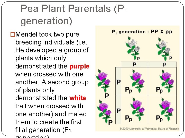 Pea Plant Parentals (P 1 generation) �Mendel took two pure breeding individuals (i. e. Pea Plant Parentals (P 1 generation) �Mendel took two pure breeding individuals (i. e.