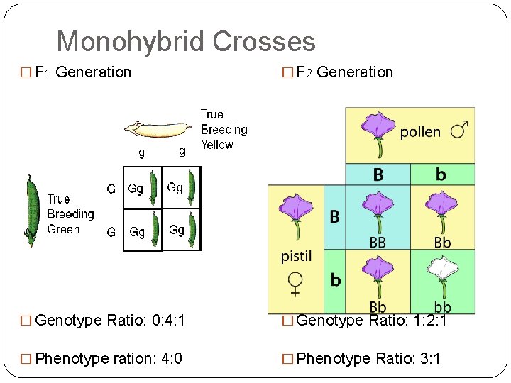 Monohybrid Crosses � F 1 Generation � F 2 Generation � Genotype Ratio: 0: Monohybrid Crosses � F 1 Generation � F 2 Generation � Genotype Ratio: 0:
