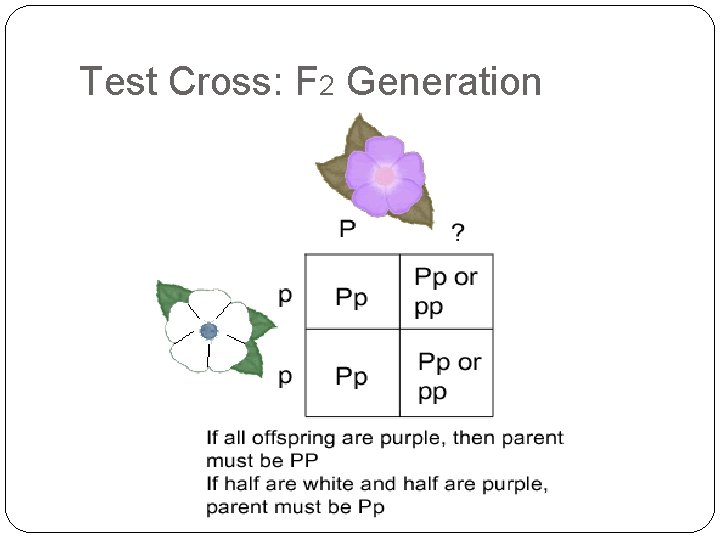 Test Cross: F 2 Generation Test Cross: F 2 Generation