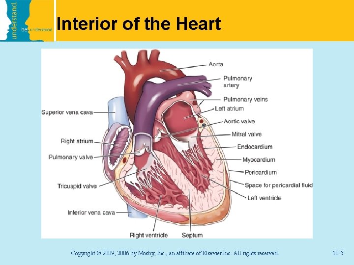 Interior of the Heart Copyright © 2009, 2006 by Mosby, Inc. , an affiliate