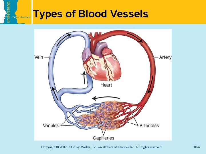 Types of Blood Vessels Copyright © 2009, 2006 by Mosby, Inc. , an affiliate