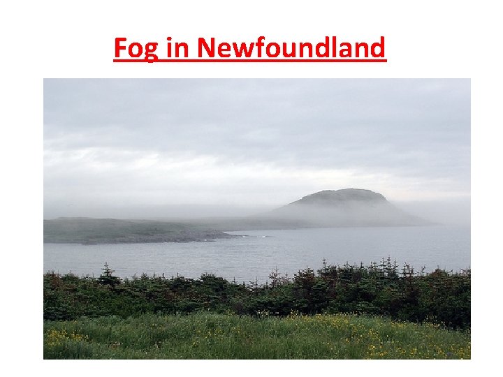 Fog in Newfoundland 