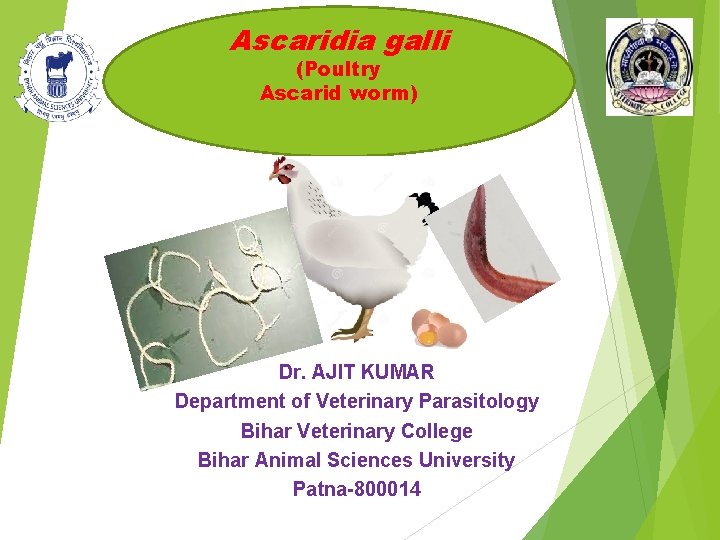 Ascaridia galli (Poultry Ascarid worm) Dr. AJIT KUMAR Department of Veterinary Parasitology Bihar Veterinary
